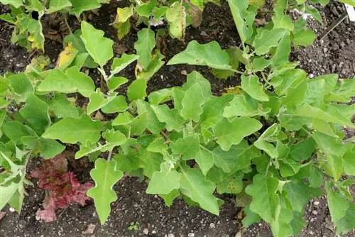 Aubergine - Solanum melongena