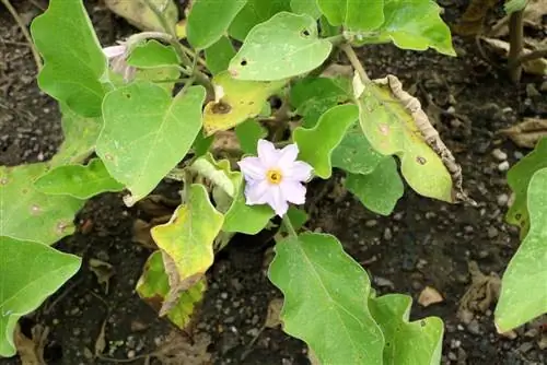 ბადრიჯანი - Solanum melongena