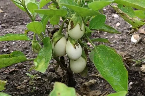 Jajčevec - Solanum melongena