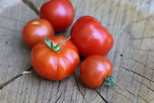 Tomato plants on the balcony - cultivation and care