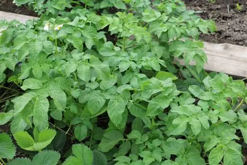 planta de batata