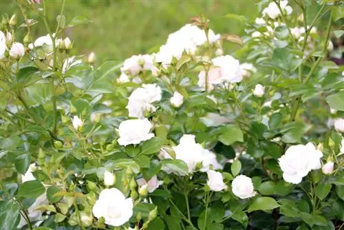 Cuidados com rosas no verão - poda e fertilização de verão