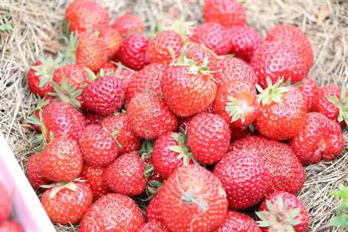 mafanikio ya mavuno ya strawberry