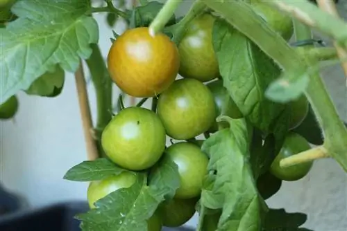 Tomatoes - Solanum lycopersicum