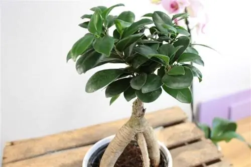 Bonsai los ntawm Ficus Ginseng