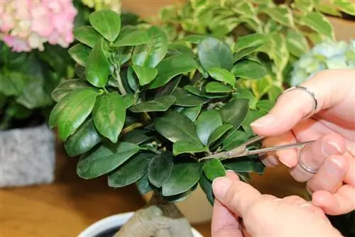 Memotong bonsai dari Ficus Ginseng