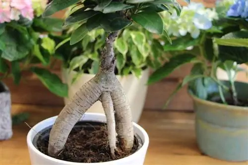 Kambariniai bonsai – tinkami patalpų bonsai tipai + priežiūros reikalavimai