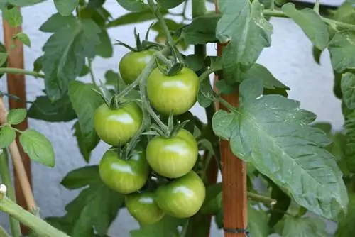 The ideal location for tomatoes - outdoors and on the balcony