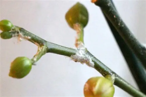 Mealybugs və mealybugs ilə mübarizə aparın