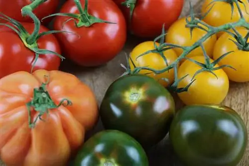 Tomato varieties