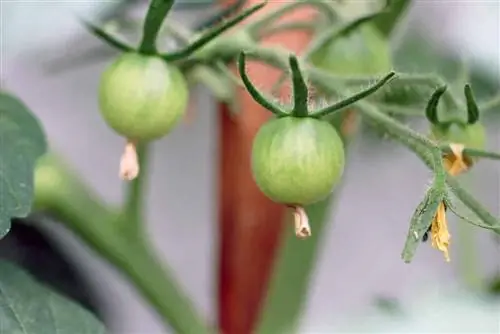 Tomato plant flowers with fruit