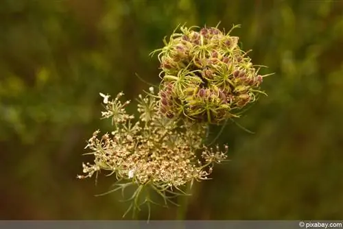 karrota e egër - karrota - Daucus carota