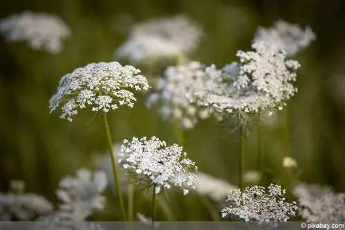 Wild carrot, Daucus carota - profile at gamit