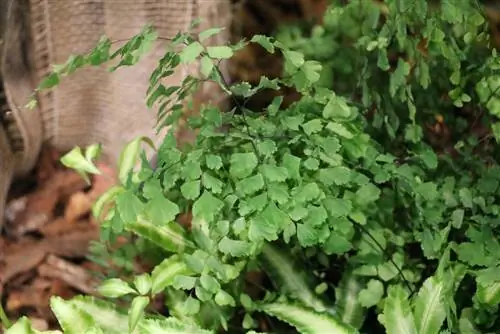 Maidenhair Eğrelti Otu - Venüs Kılı - Adiantum capillus veneris