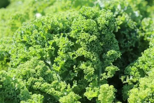 Kale - Brassica oleracea