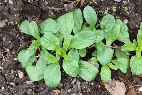 Jehněčí salát - Valerianella locusta