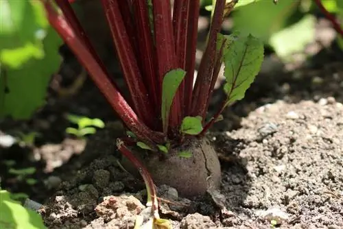 Harvest time - beetroot