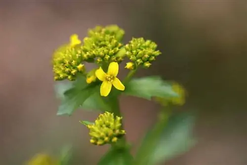 Қысқы крест - Барбаракраут - Barbarea vulgaris