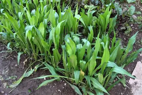 Salsify - Scorzonera