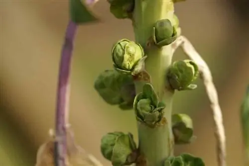 บรัสเซลส์ถั่วงอก - กะหล่ำปลีบรัสเซลส์ - Brassica oleracea var. gemmifera