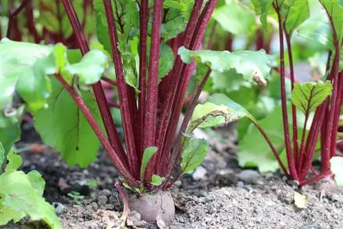 Cultivez des légumes d'hiver - ces légumes sains poussent en hiver