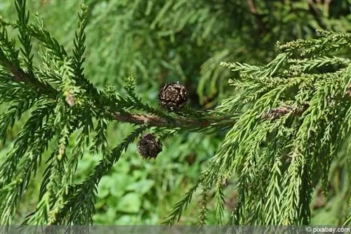 Leyland Cypress - Cupressocyparis leylandii