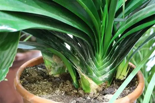 Φύλλο ζώνης - Clivia - Clivia miniata