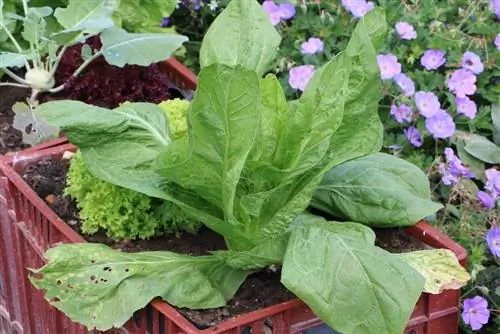 Sukkerbrød - Køderurt - Cichorium intybus