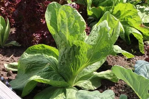 Plantando alface - é assim que você pode cultivar almôndega com sucesso