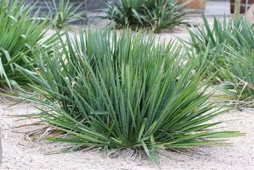 Is the yucca palm poisonous? What to do if cat has eaten palm tree?