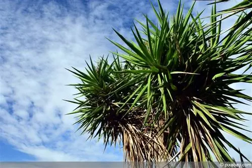 Mettere la palma yucca all'aperto in giardino: quando è possibile?