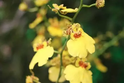 orchideeën orchideeën oncidium