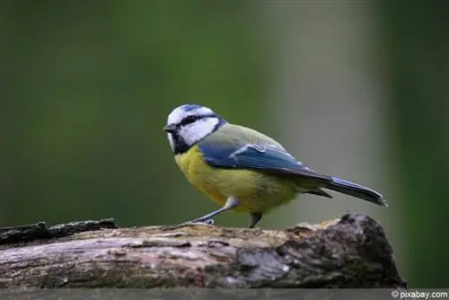 Pițigoi albaștri, Parus caeruleus - profil, sezon de reproducere și hrană/hrană