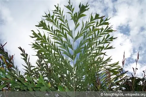 Vissenstaartpalm - Caryota mitis