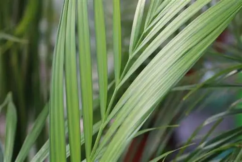 Kentia mitende - Howea forsteriana