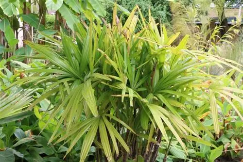 Kiganja cha fimbo - Rhapis excelsa