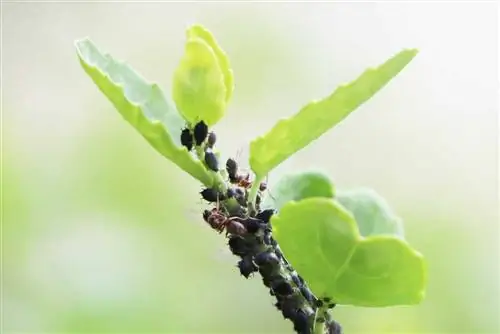 aphid nyeusi