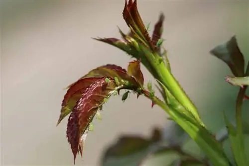 Combattere gli afidi sulle piante d'appartamento - 7 rimedi contro i pidocchi