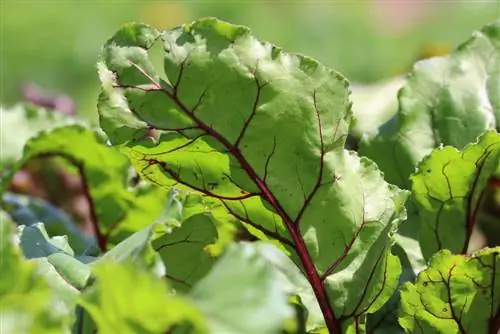 Oras ng pag-aani beetroot/beetroot