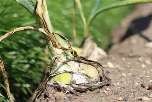 Zber cibule – kedy je najlepší čas na zber cibule?