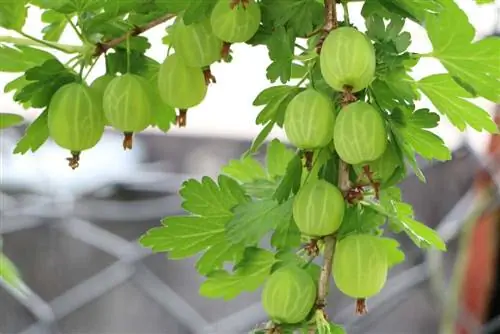 When are gooseberries ripe? This is how you harvest the berries correctly