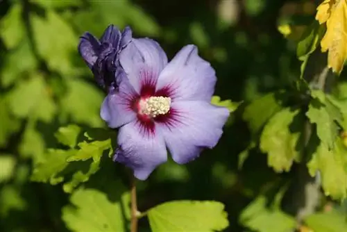 Tuinheemst - hibiscus