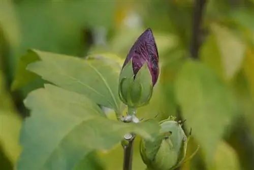 Garden marshmallow - գտնվելու վայրը, խնամքը A-Z-ից և հատում