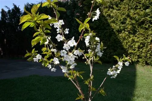 Cutting St. Barbara's branch on St. St. Barbara's Day - custom & meaning