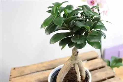 Ficus ginseng com a bonsai