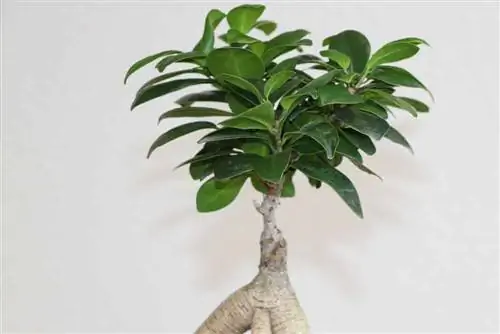 Ficus žeņšeņs kā pundurkociņš