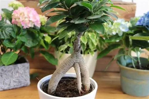 Repotting bonsai - instruções em 7 etapas