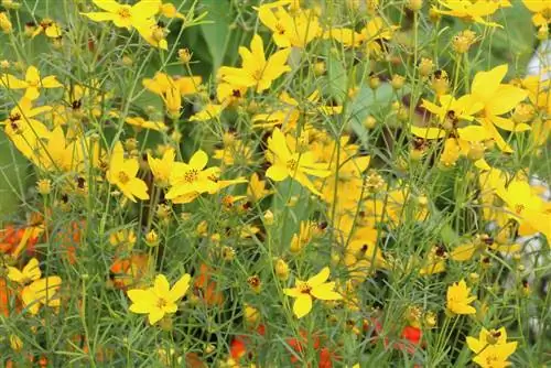 Աղջկա աչք - Coreopsis