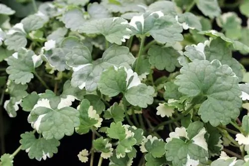 Slåss mot Gundermann i plenen - kan du scarify det?