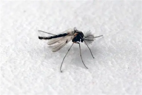 How and where do mosquitoes overwinter? All information at a glance